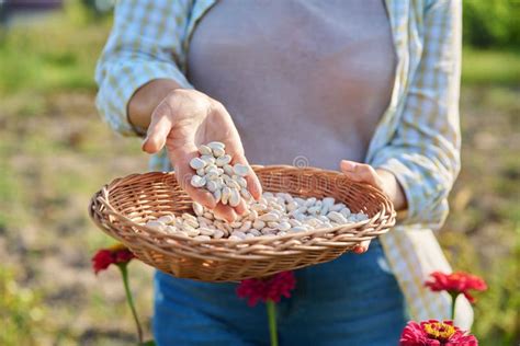 Cosecha De Frijol Blanco Seco En Manos De Una Mujer Exterior Imagen De