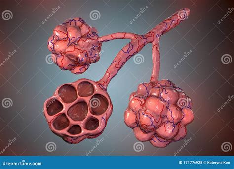 Anatomy Of Alveoli In Lungs Stock Photo Image Of Science Scientific