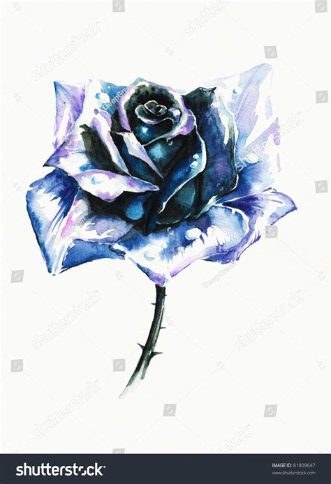 Single Blue Rose Watercolor Painted Stock Illustration 81809647