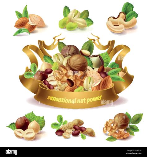 Vector Set Of Different Nuts Hazelnuts Peanuts Almond Pistachio