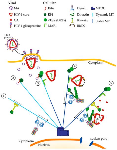 Viruses Free Full Text Microtubule Retrograde Motors And Their Role