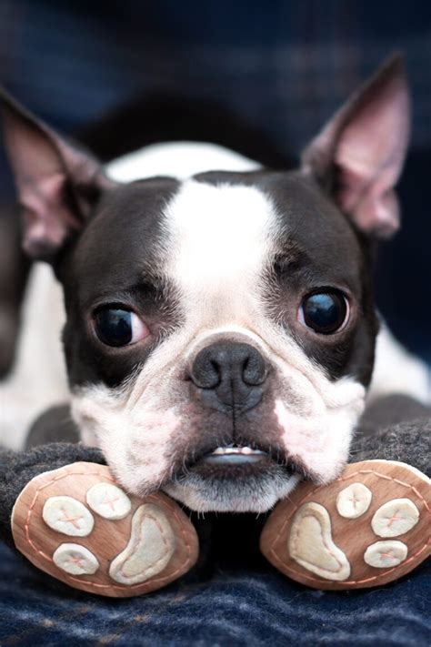 Boston Terrier Puppies 24 Of The Cutest Pups Talk To Dogs