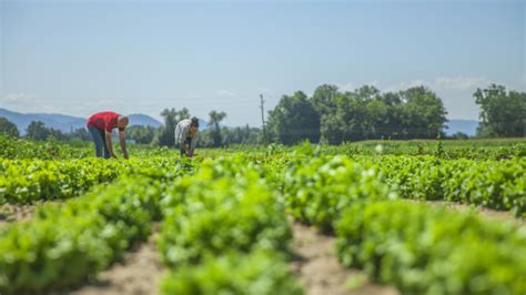 Dos sistemas de pago en el nuevo Régimen Laboral Agrario Cómo aplicarlos