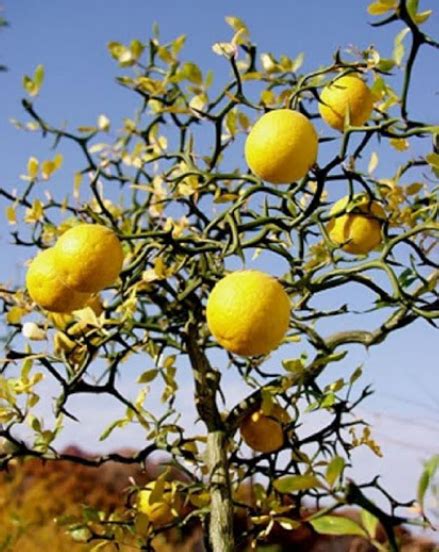 Trifoliate Orange Hardy Orange Flying Dragon Poncirus Trifoliata