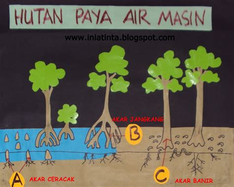 Tinta Tinta Ilmu Hutan Paya Air Masin And Tawar