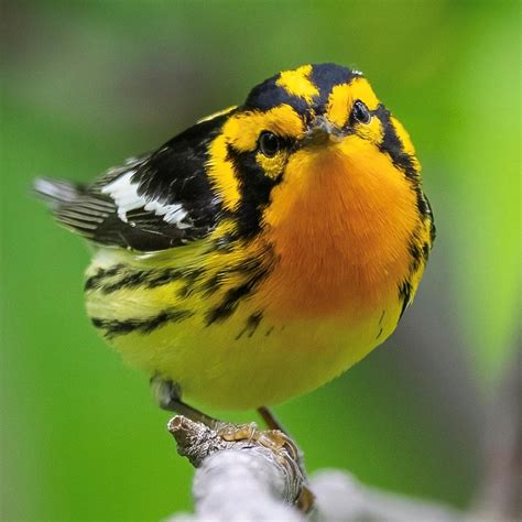 OhioDNR On Twitter We Love Warbler Migration The Striking Colors