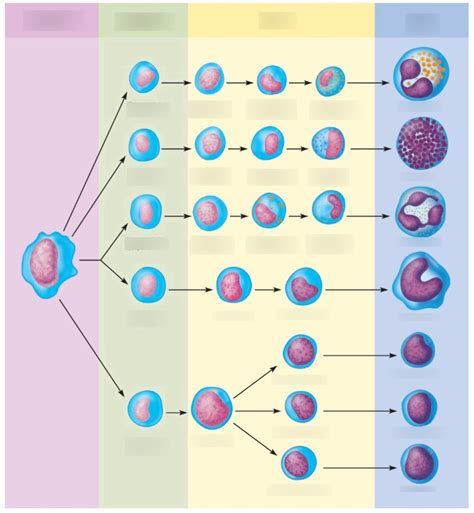 Leukopoiesis Diagram | Quizlet