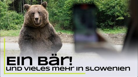 Unglaubliche Begegnung mit einem Bär In der Wildnis Sloweniens YouTube