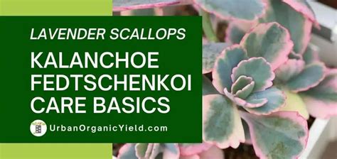 Kalanchoe Fedtschenkoi (Lavender Scallop) Plant Care ...