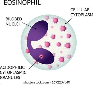 Eosinophil Variety White Blood Cells Consist Stock Vector Royalty Free