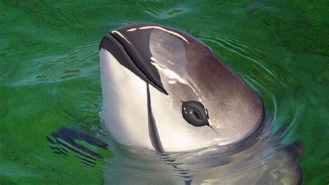 Mexico uses drones to save vaquitas, the world’s rarest marine mammals | LifeGate