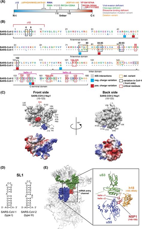 Non‐structural Protein 1 Or Nsp1 A Linear Representation Of The Download Scientific Diagram