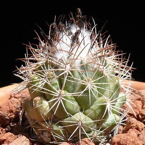 Coryphantha Delaetiana Cactus Jungle