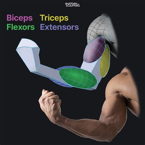 Anatomy For Sculptors Biceps Triceps Flexors Extensors By Anatomy For