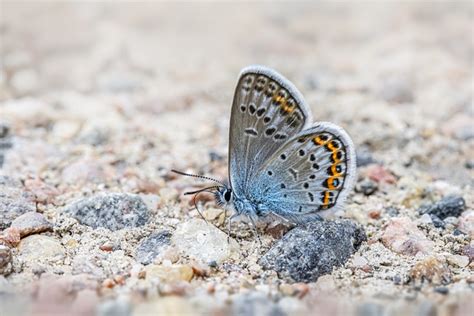 Azul Comum Borboleta Inseto Foto Gratuita No Pixabay Pixabay