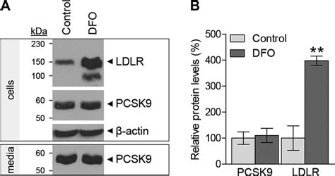 Effect Of Dfo Treatment On Ldlr And Pcsk Protein Levels In Hepg