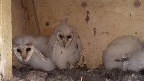 Barn owl chicks weighed & ringed - South Downs National Park Authority