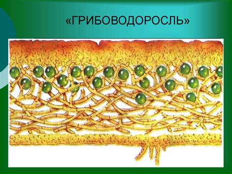 Организм - сфинкс. Лишайники - презентация онлайн