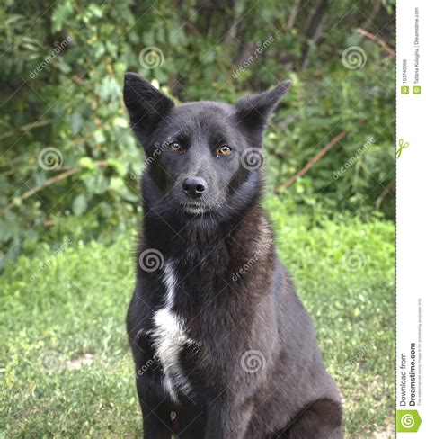 Black Dog Stock Photo Image Of Animal Black Brown 103740366