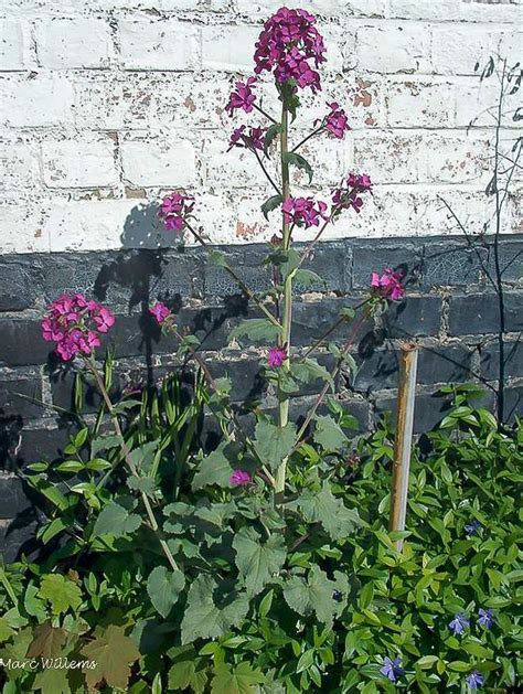 Judaspenning Tuinjudaspenning Lunaria Annua Lunaria Komt Van Het