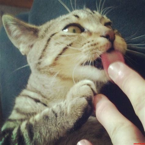 Burma Adventure Cat | Cute cats HQ - Pictures of cute cats and kittens ...