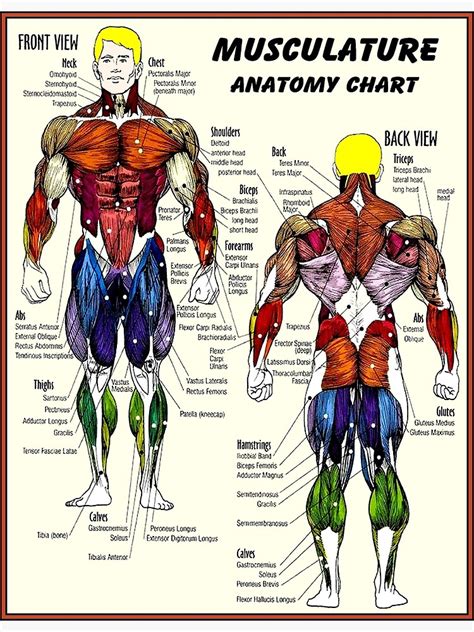 Muscle Chart Anatomy Diagram Bodybuilding Poster Ubicaciondepersonas Sexiz Pix