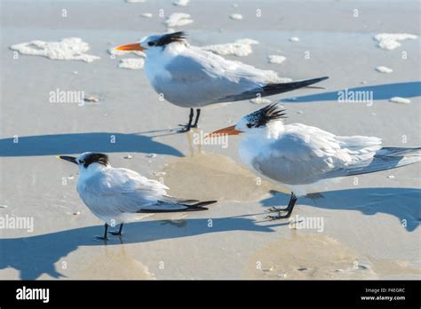 Usa Florida New Smyrna Beach Royal Terns On Beach Stock Photo Alamy