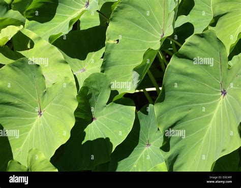 CALLALOO OR DASHEEN PLANT,CARIBBEAN Stock Photo - Alamy