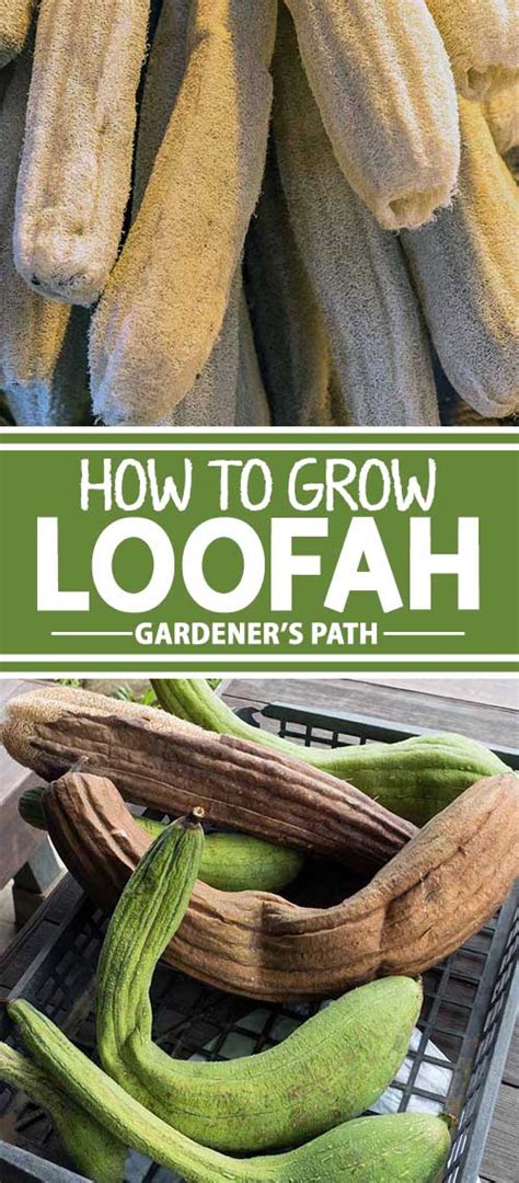 How to Plant, Grow, and Harvest Loofah Sponges