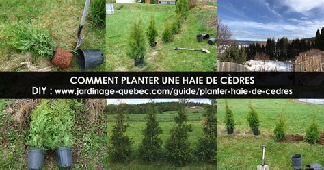 Planter Et Entretenir Une Haie De C Dres Conseils De Plantation