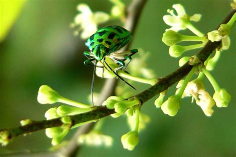 Sandun Tree I Buddhika Suneth Flickr