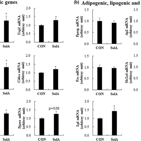 Effects Of SolA On MRNA Expression Of Thermogenic A Adipogenic