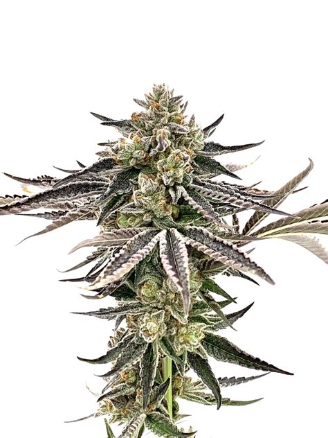 Equinox Seeds - Island Blast w/Freebie Pack - Neptune Seed Bank