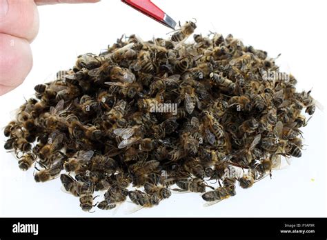 Dead Honeybees Hi Res Stock Photography And Images Alamy