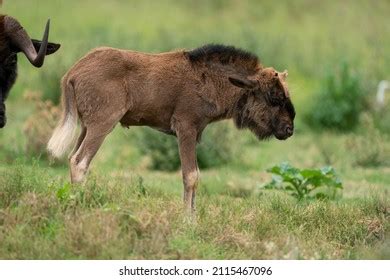 Gnu Baby Stock Photos and Pictures - 605 Images | Shutterstock