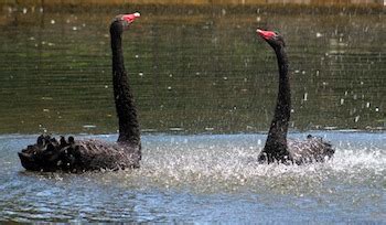 Black Swan Facts: Lesson for Kids | Study.com