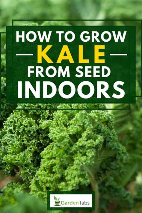 How To Grow Kale From Seed Indoors