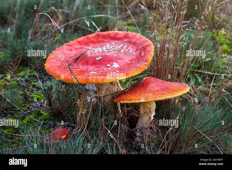 Red Fly Agaric Mushrooms Or Toadstools Growing In The Forest Amanita