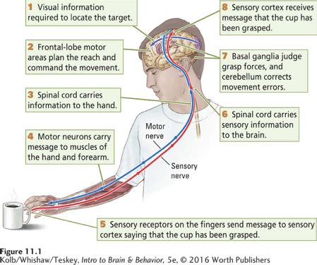 Ch 11 How Does The Nervous System Respond To Stimulation And Produce