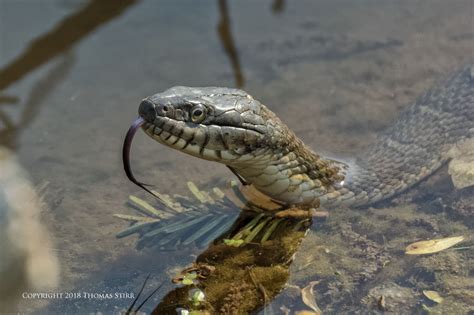 Photographing Northern Water Snakes Small Sensor Photography By