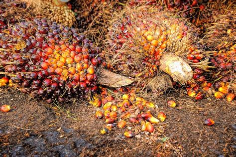 Tantangan Pengolahan Limbah Tandan Kosong Kelapa Sawit GEOTIMES