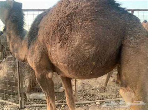 جمل حمر ادهم مشروط وانتاجه فالصور موقع حراج