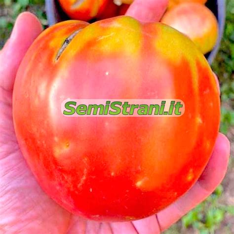 Tomate Giant Belgium Semillas Semi Strani Di Carlo Martini