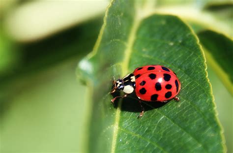 Asian Ladybird Beetles Are Best Kept Outside … Or Possibly In A Bottle ...