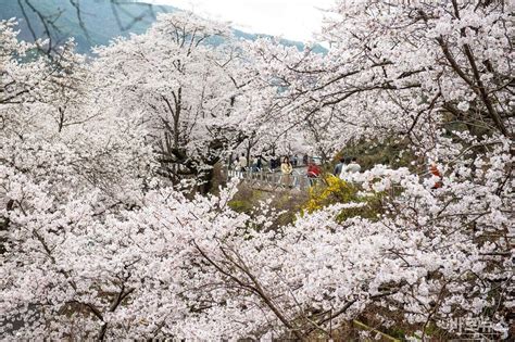 하동 쌍계사 십리벚꽃길