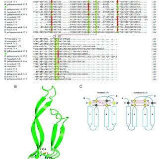 Mc Novel Mir Inhibited The Expression Of Mcil In M Coruscus