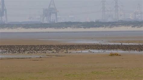 Spreeuwen Op Het Strand Vroege Vogels Bnnvara