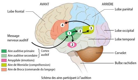 La Structure De Laire Auditive Est Semblable Chez Re Svt