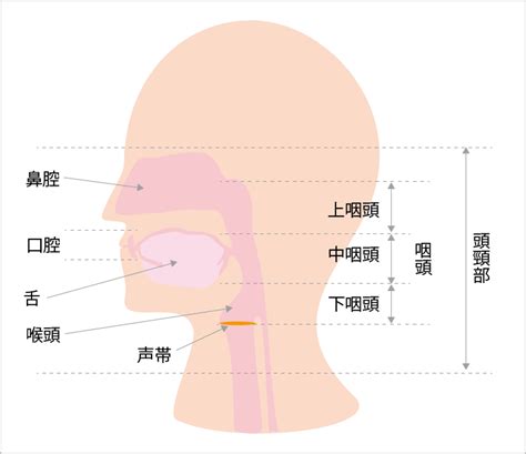 頭頸部がんの基礎知識 がんプラス