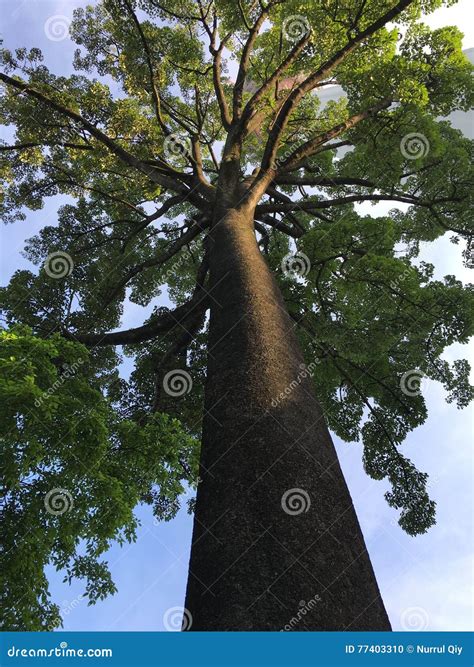 Old Jelutong Tree Stock Photos - Free & Royalty-Free Stock Photos from Dreamstime